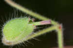 Dovefoot geranium